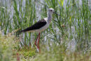 09-3704 Black Winged Stilt Himantopus himantopus Camargue France